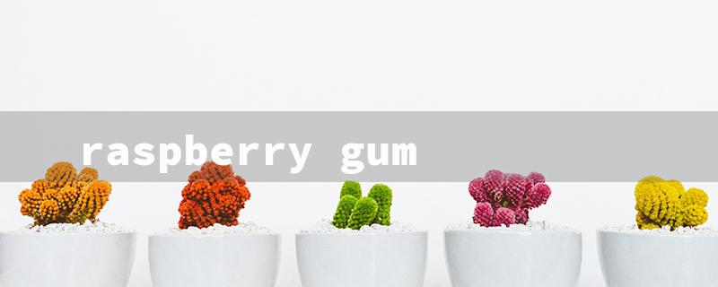 raspberry gum（Raspberry Gummies）