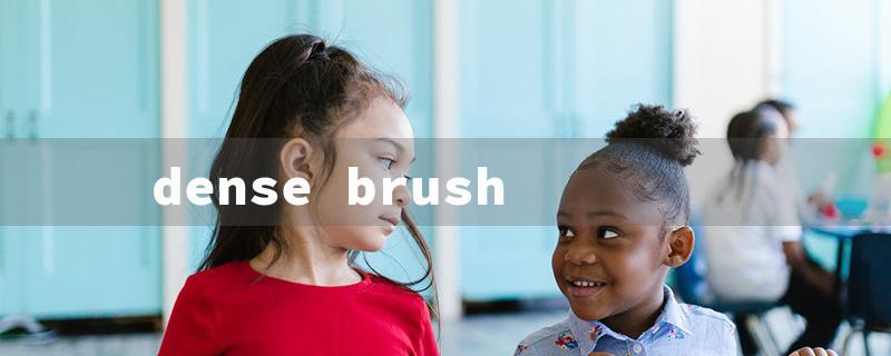 dense brush（Thick Bristles: A Must-Have）