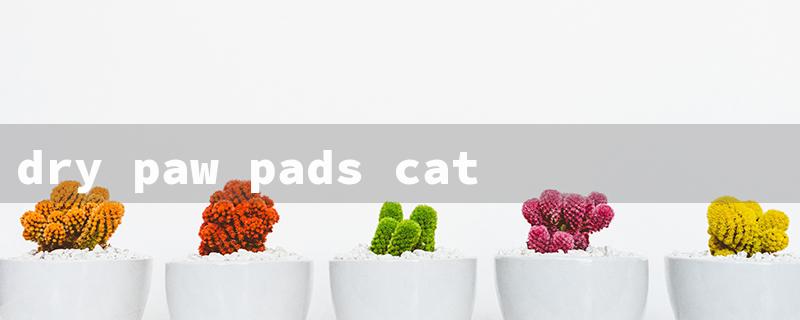 dry paw pads cats（Dry Cat Paw Pads）